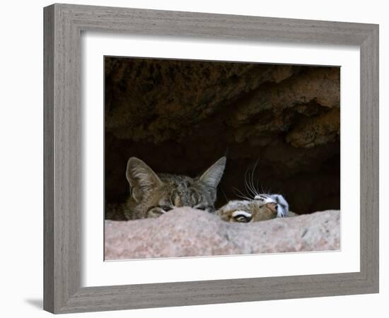 Two American Bobcats Peering over Rock in Cave. Arizona, USA-Philippe Clement-Framed Photographic Print