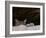 Two American Bobcats Peering over Rock in Cave. Arizona, USA-Philippe Clement-Framed Photographic Print