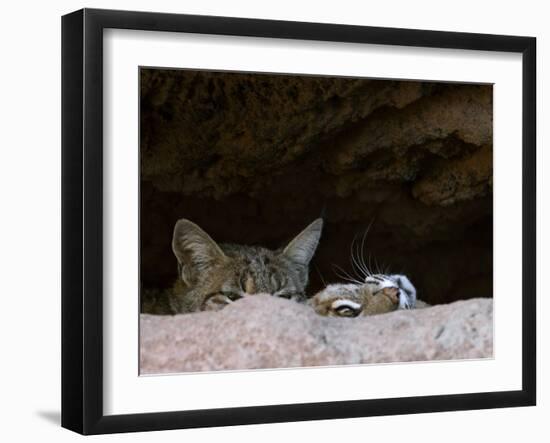 Two American Bobcats Peering over Rock in Cave. Arizona, USA-Philippe Clement-Framed Photographic Print