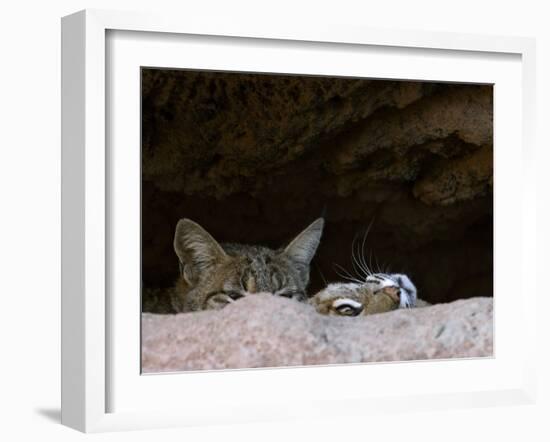 Two American Bobcats Peering over Rock in Cave. Arizona, USA-Philippe Clement-Framed Photographic Print