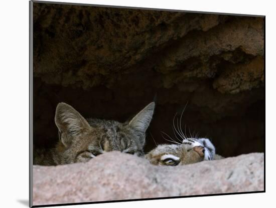 Two American Bobcats Peering over Rock in Cave. Arizona, USA-Philippe Clement-Mounted Photographic Print
