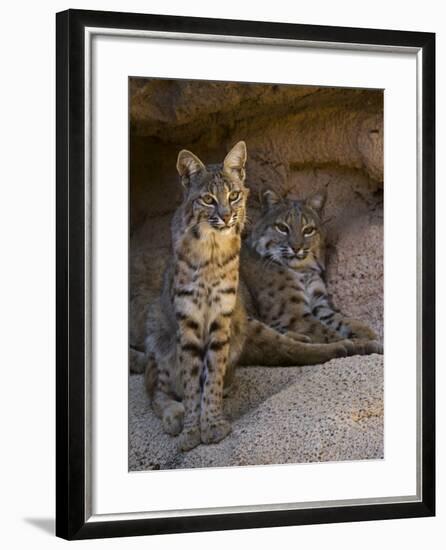 Two American Bobcats Resting in Cave. Arizona, USA-Philippe Clement-Framed Photographic Print