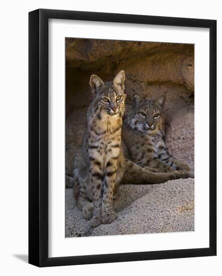 Two American Bobcats Resting in Cave. Arizona, USA-Philippe Clement-Framed Photographic Print