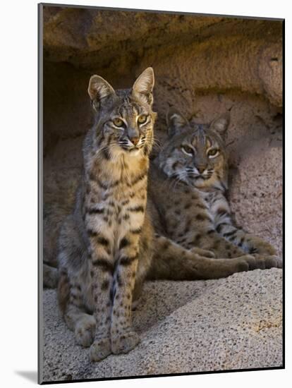 Two American Bobcats Resting in Cave. Arizona, USA-Philippe Clement-Mounted Photographic Print