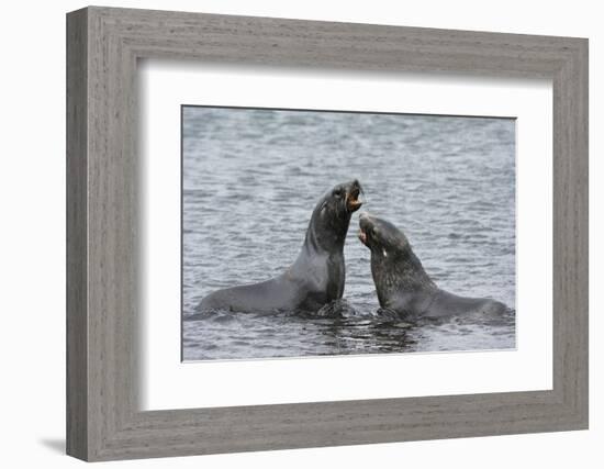 Two Antarctic fur seals (Arctocephalus gazella) fighting, Deception Island, Antarctica, Polar Regio-Sergio Pitamitz-Framed Photographic Print