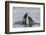 Two Antarctic fur seals (Arctocephalus gazella) fighting, Deception Island, Antarctica, Polar Regio-Sergio Pitamitz-Framed Photographic Print