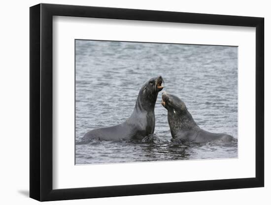 Two Antarctic fur seals (Arctocephalus gazella) fighting, Deception Island, Antarctica, Polar Regio-Sergio Pitamitz-Framed Photographic Print