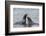 Two Antarctic fur seals (Arctocephalus gazella) fighting, Deception Island, Antarctica, Polar Regio-Sergio Pitamitz-Framed Photographic Print