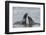 Two Antarctic fur seals (Arctocephalus gazella) fighting, Deception Island, Antarctica, Polar Regio-Sergio Pitamitz-Framed Photographic Print