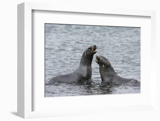 Two Antarctic fur seals (Arctocephalus gazella) fighting, Deception Island, Antarctica, Polar Regio-Sergio Pitamitz-Framed Photographic Print