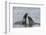 Two Antarctic fur seals (Arctocephalus gazella) fighting, Deception Island, Antarctica, Polar Regio-Sergio Pitamitz-Framed Photographic Print