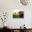 Two Apples-Gustavo Andrade-Photographic Print displayed on a wall