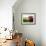 Two Apples-Gustavo Andrade-Framed Photographic Print displayed on a wall