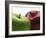 Two Apples-Gustavo Andrade-Framed Photographic Print