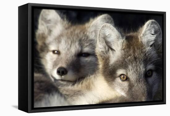 Two Arctic Foxes (Alopex Lagopus) Trygghamna, Svalbard, Norway, July 2008-de la-Framed Premier Image Canvas