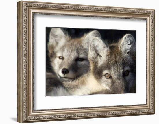 Two Arctic Foxes (Alopex Lagopus) Trygghamna, Svalbard, Norway, July 2008-de la-Framed Photographic Print