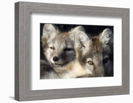 Two Arctic Foxes (Alopex Lagopus) Trygghamna, Svalbard, Norway, July 2008-de la-Framed Photographic Print