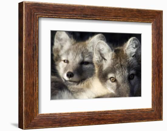 Two Arctic Foxes (Alopex Lagopus) Trygghamna, Svalbard, Norway, July 2008-de la-Framed Photographic Print