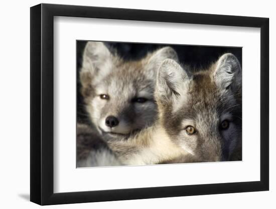 Two Arctic Foxes (Alopex Lagopus) Trygghamna, Svalbard, Norway, July 2008-de la-Framed Photographic Print