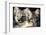 Two Arctic Foxes (Alopex Lagopus) Trygghamna, Svalbard, Norway, July 2008-de la-Framed Photographic Print