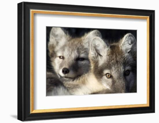 Two Arctic Foxes (Alopex Lagopus) Trygghamna, Svalbard, Norway, July 2008-de la-Framed Photographic Print