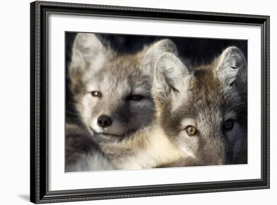 Two Arctic Foxes (Alopex Lagopus) Trygghamna, Svalbard, Norway, July 2008-de la-Framed Photographic Print