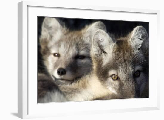 Two Arctic Foxes (Alopex Lagopus) Trygghamna, Svalbard, Norway, July 2008-de la-Framed Photographic Print