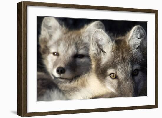 Two Arctic Foxes (Alopex Lagopus) Trygghamna, Svalbard, Norway, July 2008-de la-Framed Photographic Print