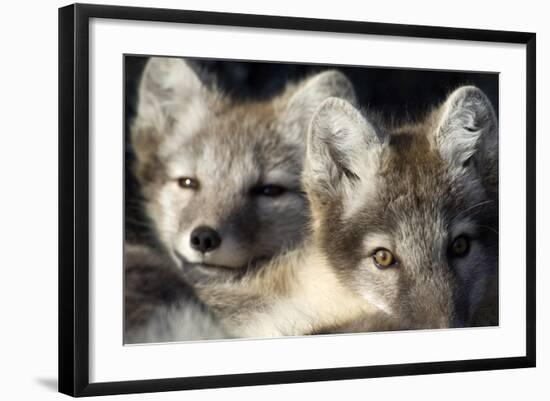 Two Arctic Foxes (Alopex Lagopus) Trygghamna, Svalbard, Norway, July 2008-de la-Framed Photographic Print