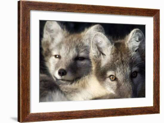 Two Arctic Foxes (Alopex Lagopus) Trygghamna, Svalbard, Norway, July 2008-de la-Framed Photographic Print