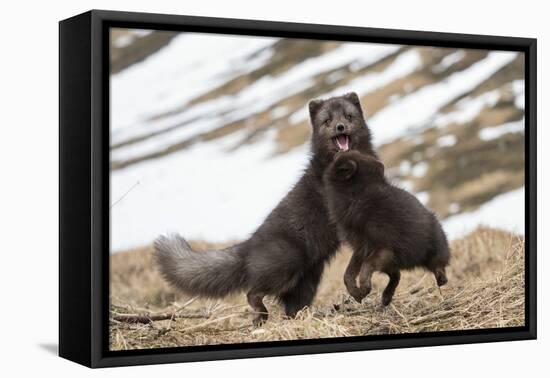 Two Arctic foxes blue-morph in winter coats playing, Iceland-Konrad Wothe-Framed Premier Image Canvas
