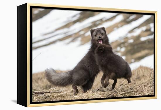 Two Arctic foxes blue-morph in winter coats playing, Iceland-Konrad Wothe-Framed Premier Image Canvas