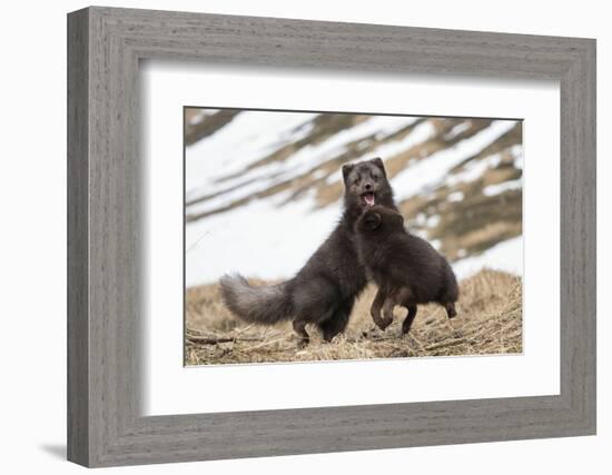 Two Arctic foxes blue-morph in winter coats playing, Iceland-Konrad Wothe-Framed Photographic Print