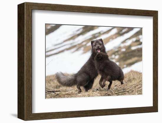 Two Arctic foxes blue-morph in winter coats playing, Iceland-Konrad Wothe-Framed Photographic Print