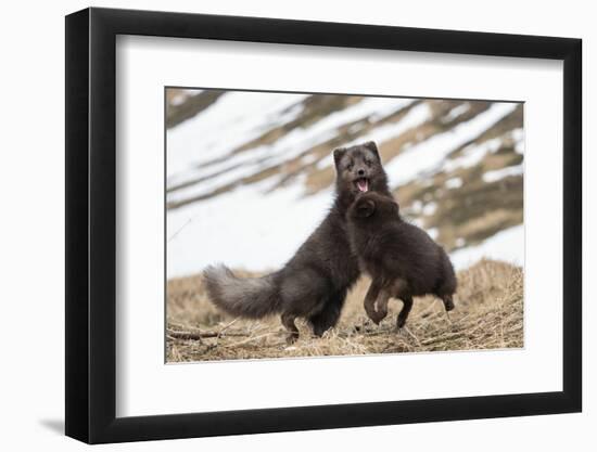 Two Arctic foxes blue-morph in winter coats playing, Iceland-Konrad Wothe-Framed Photographic Print