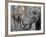 Two Asian Bull Elephants in their Enclosure at the Heidelberg Zoo-null-Framed Photo