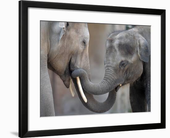 Two Asian Bull Elephants in their Enclosure at the Heidelberg Zoo-null-Framed Photo