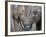 Two Asian Bull Elephants in their Enclosure at the Heidelberg Zoo-null-Framed Photo