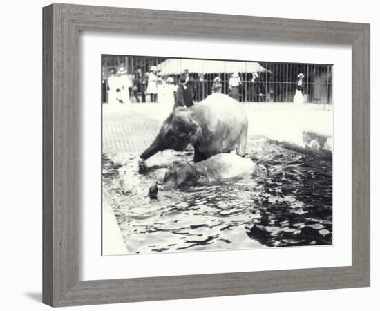 Two Asian Elephants Bathing in Pool at London Zoo, Watched by Keeper and Visitor Crowd, June 1914-Frederick William Bond-Framed Photographic Print