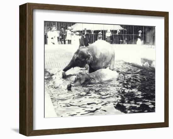 Two Asian Elephants Bathing in Pool at London Zoo, Watched by Keeper and Visitor Crowd, June 1914-Frederick William Bond-Framed Photographic Print