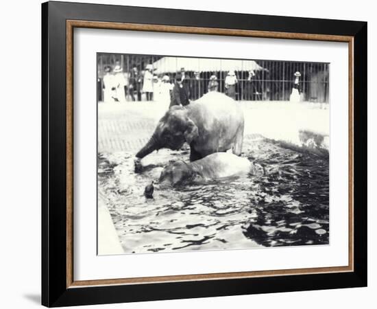 Two Asian Elephants Bathing in Pool at London Zoo, Watched by Keeper and Visitor Crowd, June 1914-Frederick William Bond-Framed Photographic Print