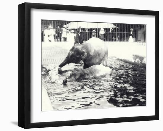 Two Asian Elephants Bathing in Pool at London Zoo, Watched by Keeper and Visitor Crowd, June 1914-Frederick William Bond-Framed Photographic Print