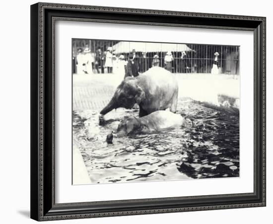 Two Asian Elephants Bathing in Pool at London Zoo, Watched by Keeper and Visitor Crowd, June 1914-Frederick William Bond-Framed Photographic Print