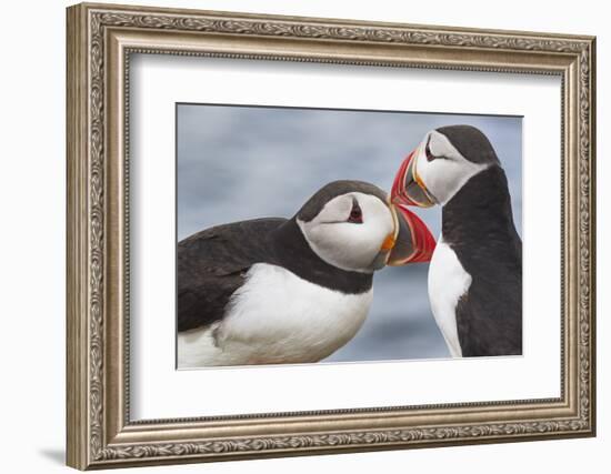 Two Atlantic Puffins greeting-Nigel Hicks-Framed Photographic Print