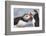 Two Atlantic Puffins greeting-Nigel Hicks-Framed Photographic Print