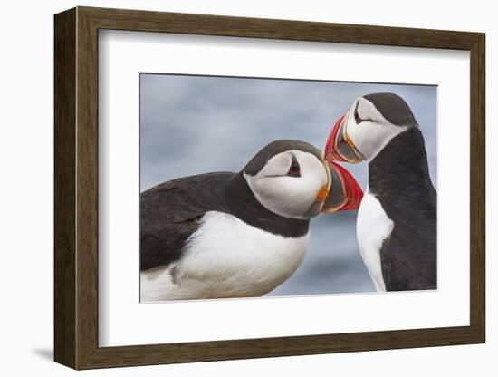 Two Atlantic Puffins greeting-Nigel Hicks-Framed Photographic Print