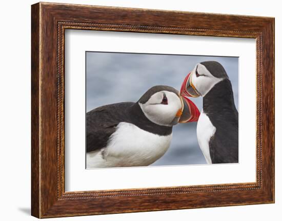 Two Atlantic Puffins greeting-Nigel Hicks-Framed Photographic Print