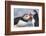 Two Atlantic Puffins greeting-Nigel Hicks-Framed Photographic Print