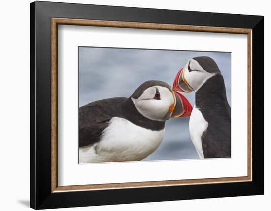 Two Atlantic Puffins greeting-Nigel Hicks-Framed Photographic Print