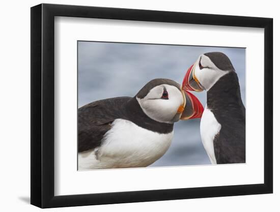 Two Atlantic Puffins greeting-Nigel Hicks-Framed Photographic Print